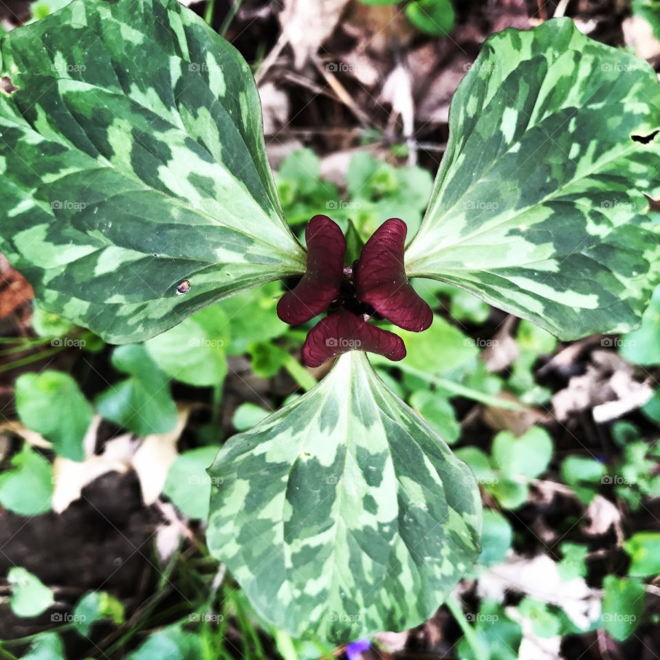 Red Trillium 