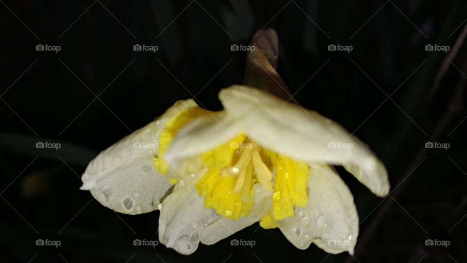 Daffodil in the Rain