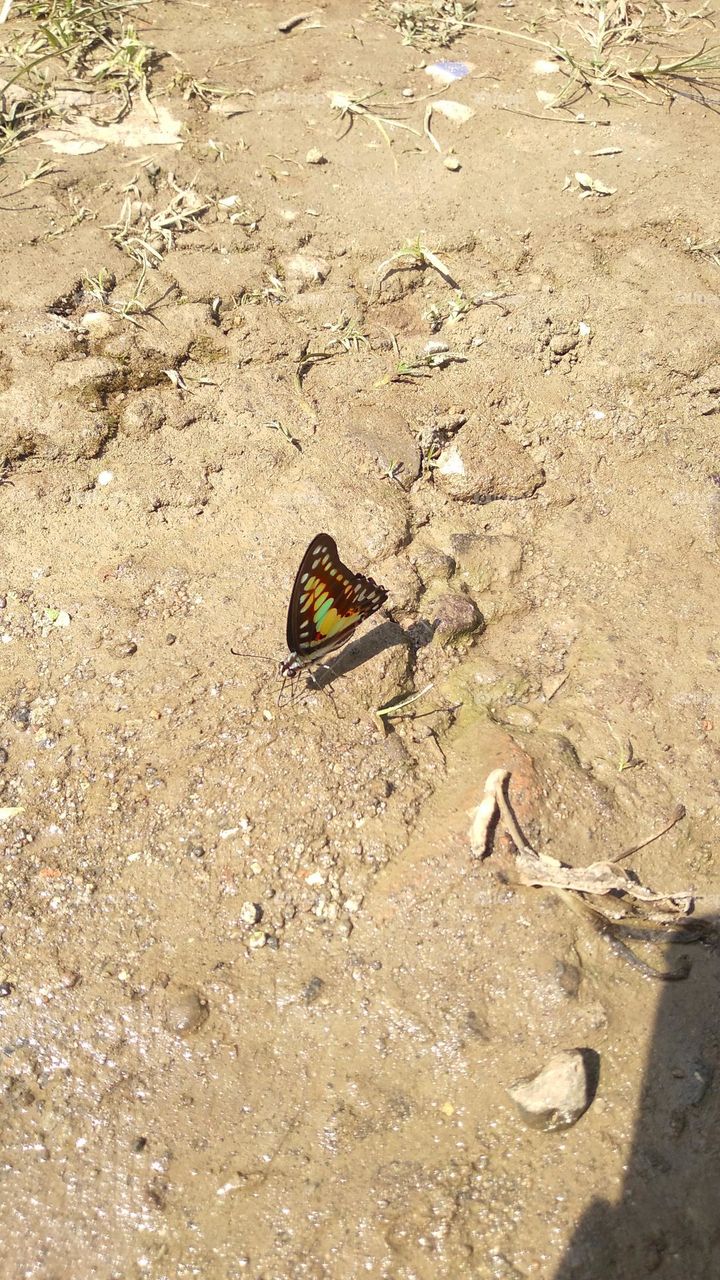 Beautiful butterfly in the sun