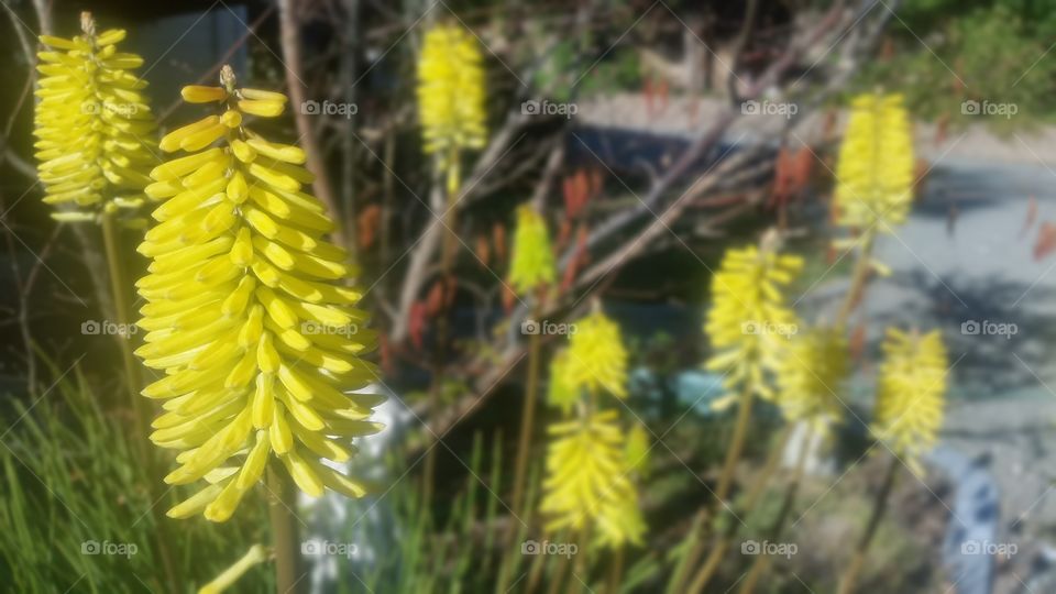 yellow poker flowers