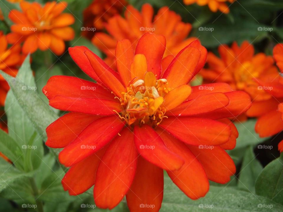 close-up of orange flower