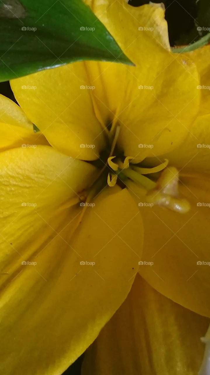 flor