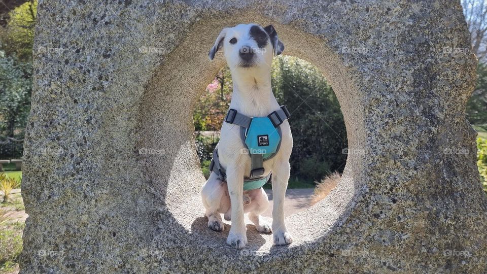 Parson Russell Terrier