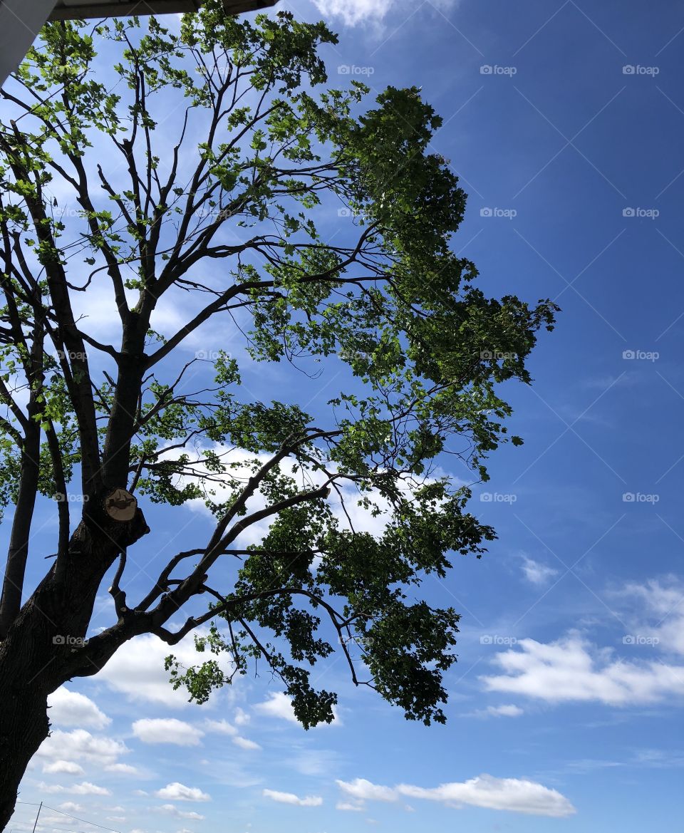 Blue sky maple tree 