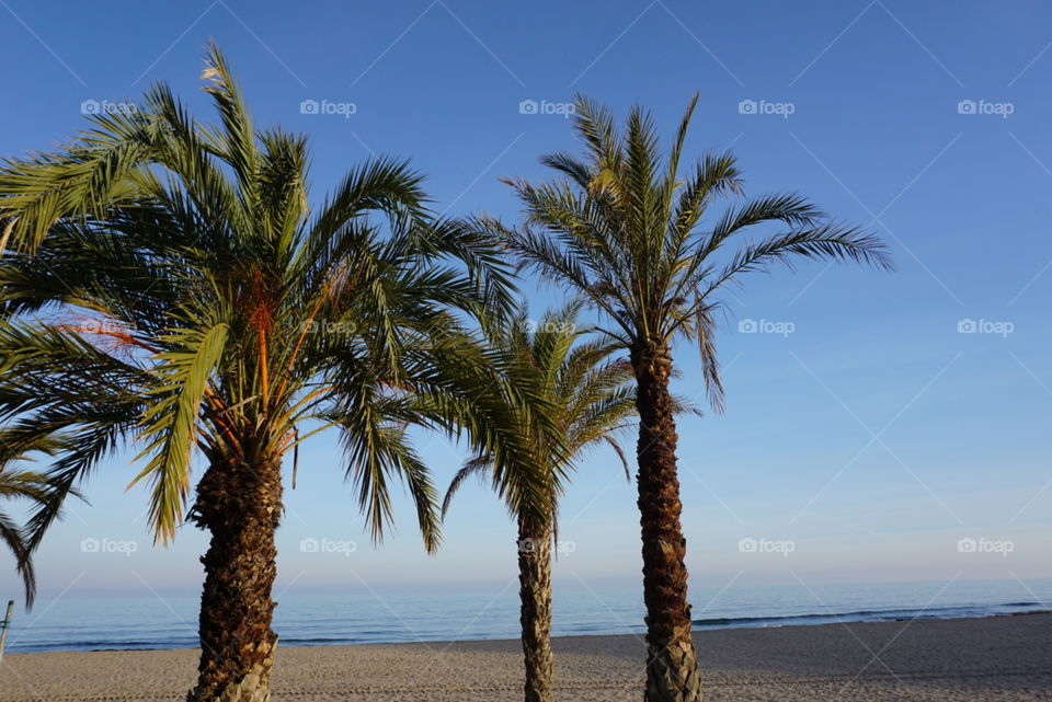 Palms#beach#seaview#sky#nature#travel