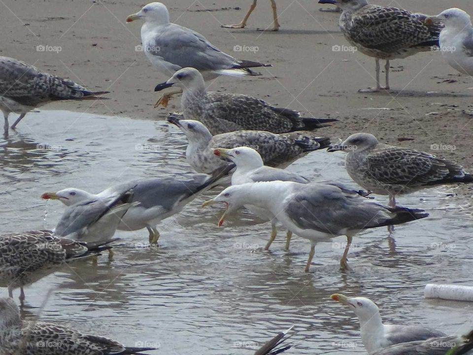 Seagulls on the beach
