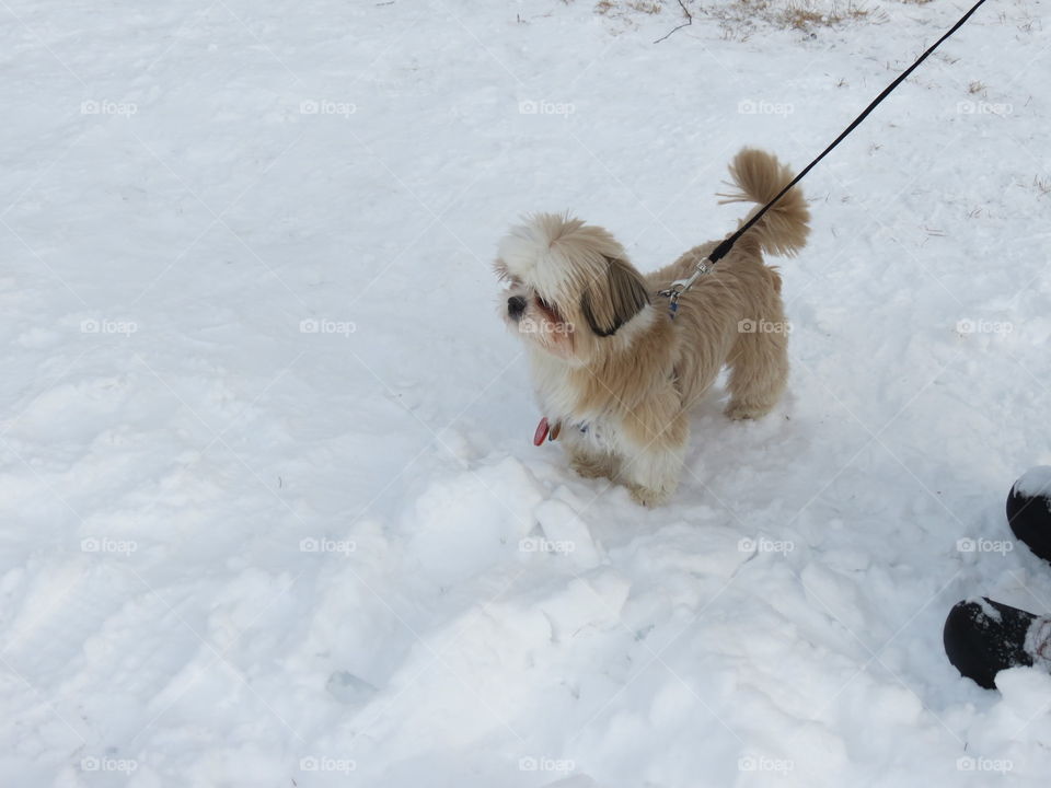 Snow walk