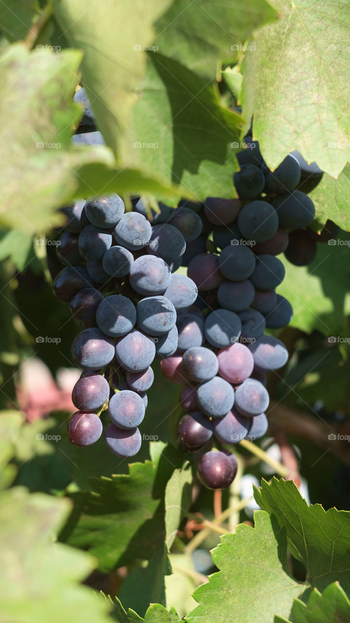 grapes