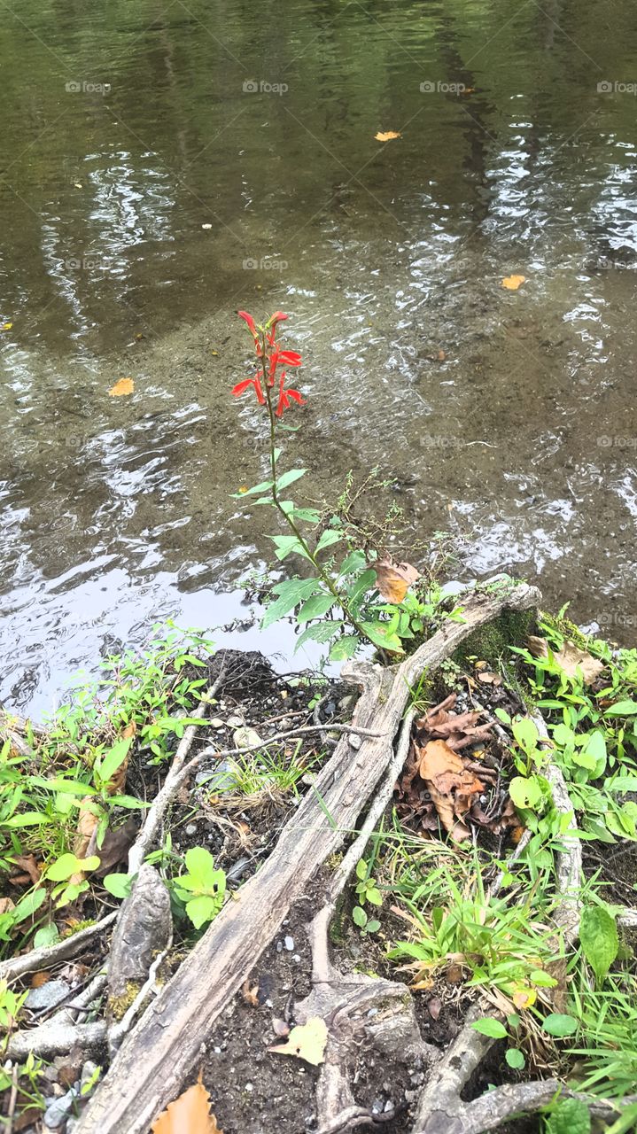River with a Red Flower