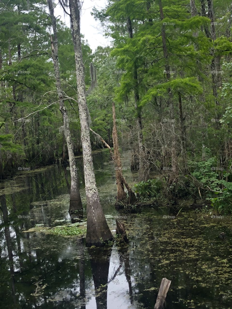 Swampy creek with trees and wAter, green growth. 