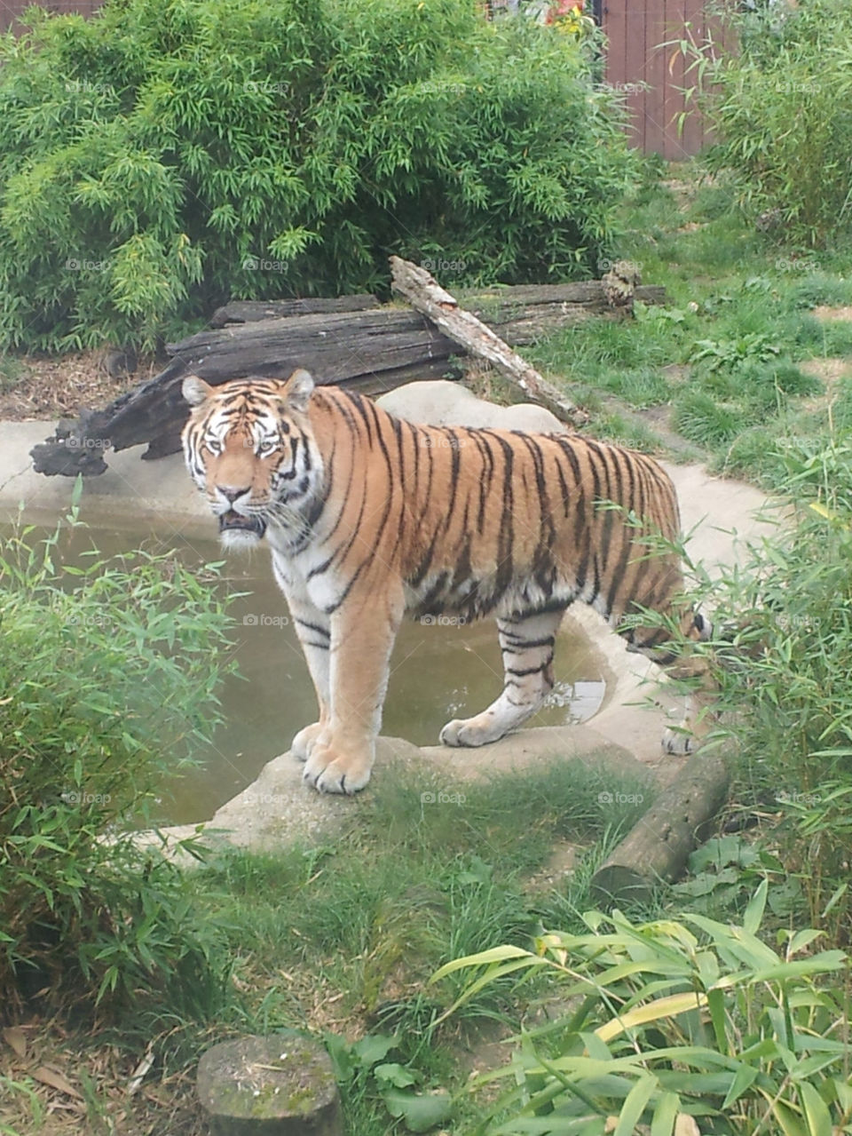 TIGER AT COLCHESTER ZOO.