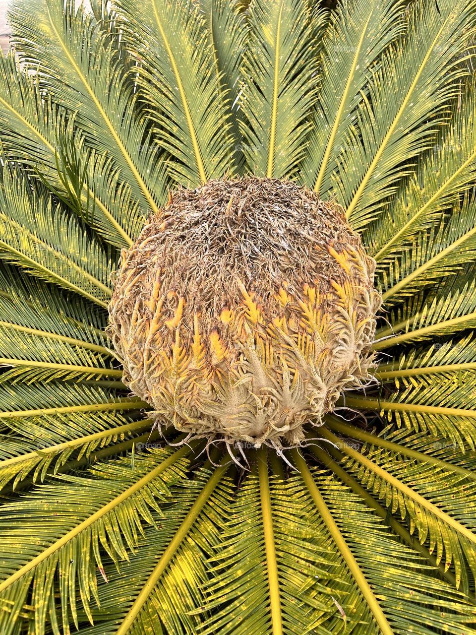 Palm