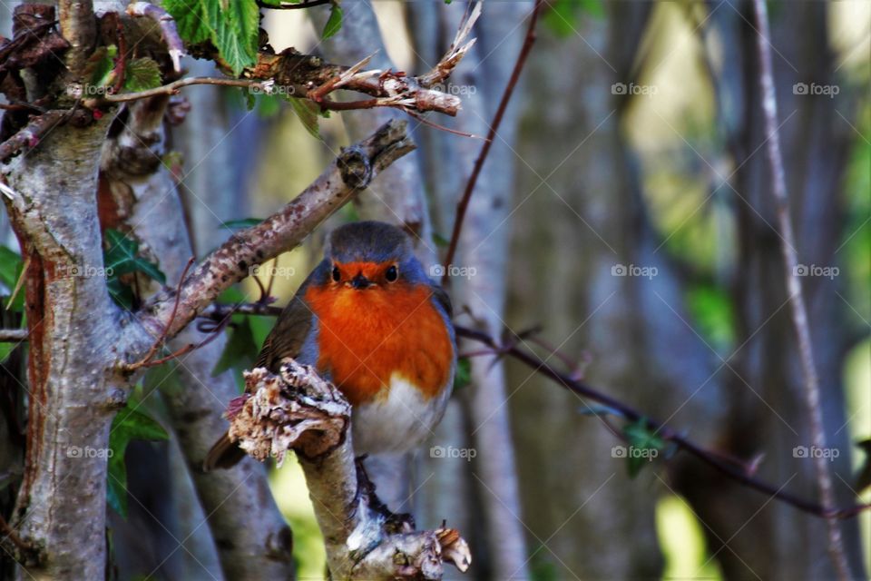 Bird perching on tree branch
