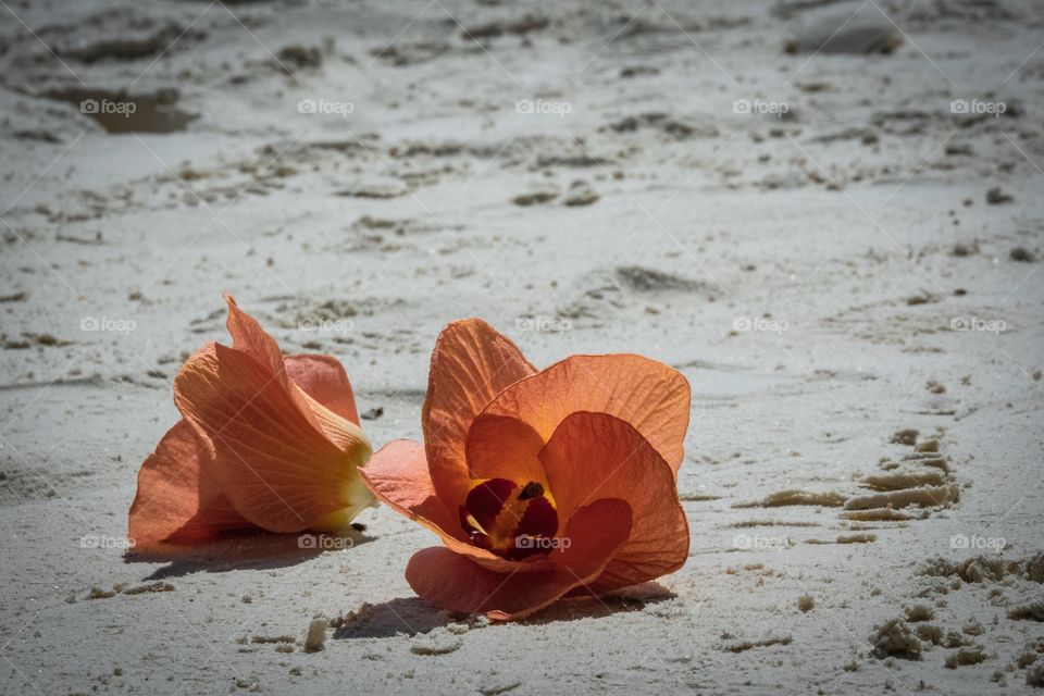 Beautiful flower on the beach