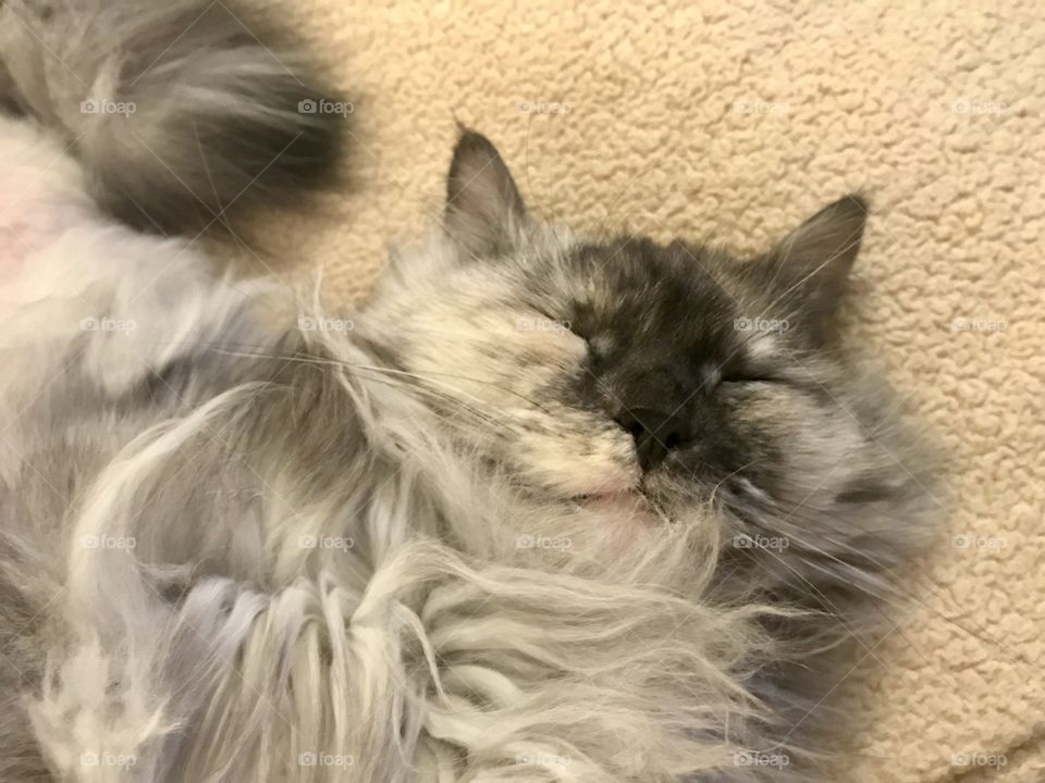 Layla the furry gray long haired cat sleeping 