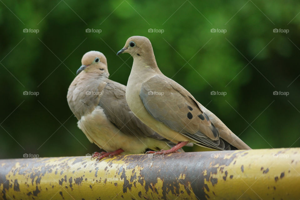 Pigeons love
