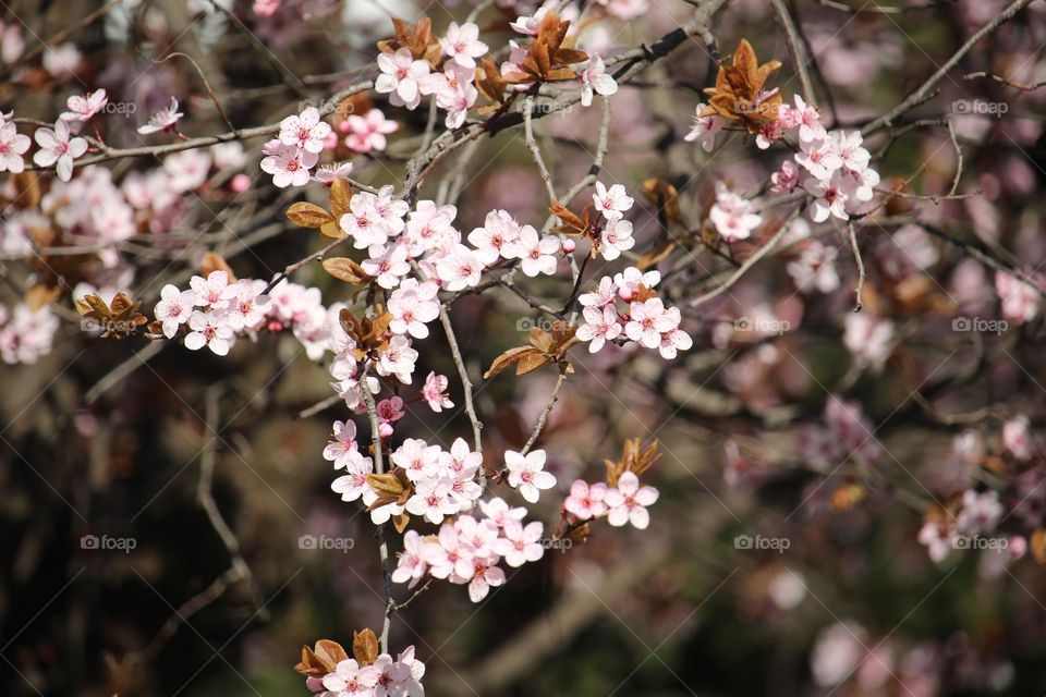 Pink spring flowers