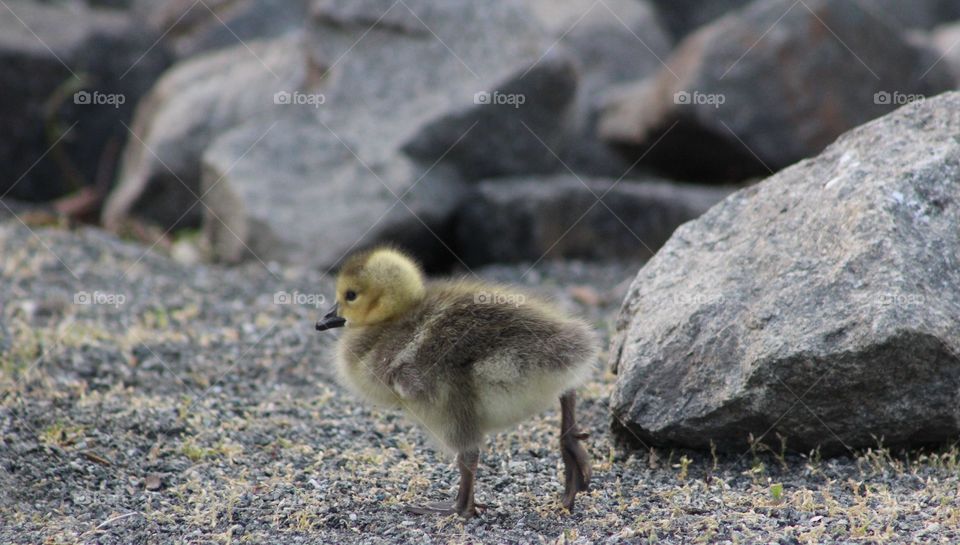 Small gosling walking along shore of Hudson River 