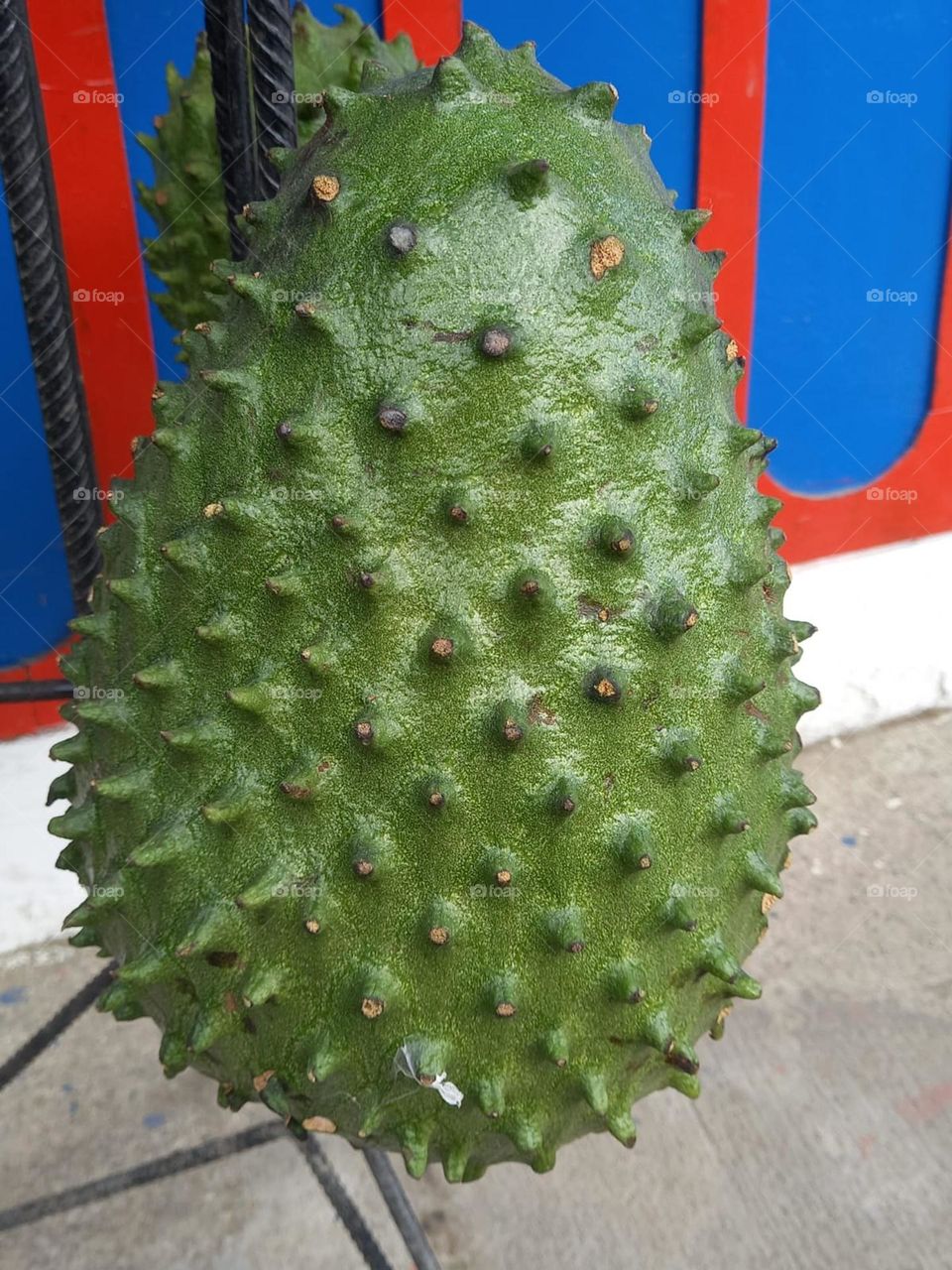 giant soursop