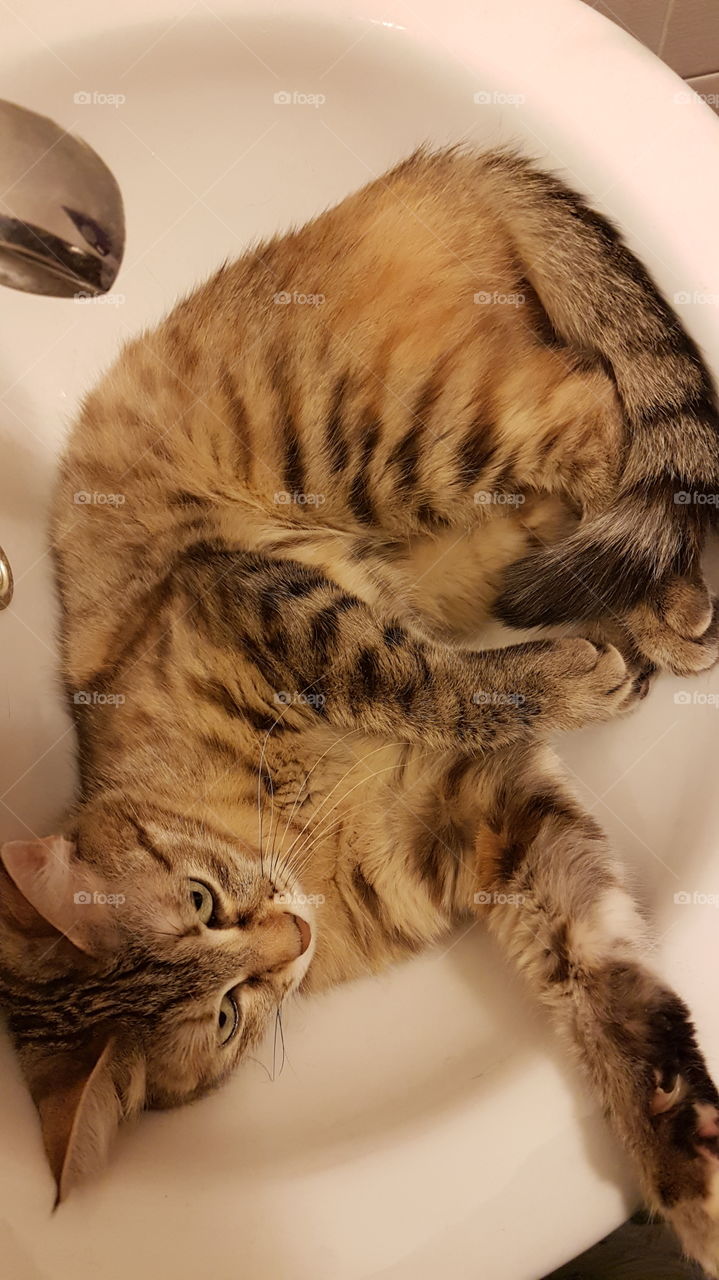 cat in a sink