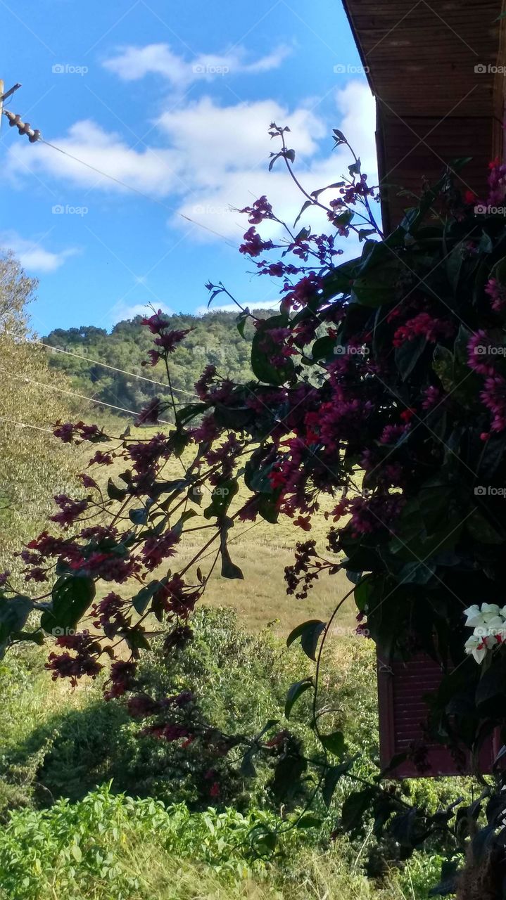 Flores que vem de dentro!