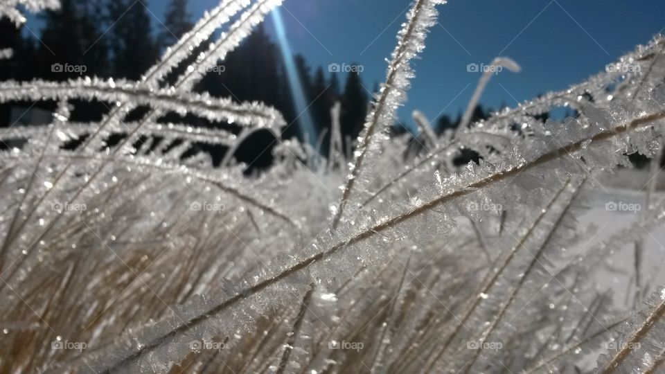 Ice crystals on grass in the mountains