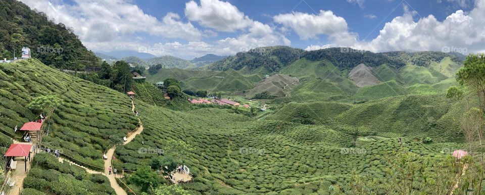 Mobile Series: Landscapes; panorama of a tea plantation