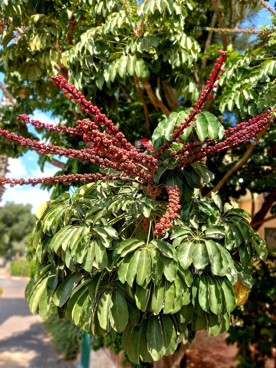 Red flowers on a tree