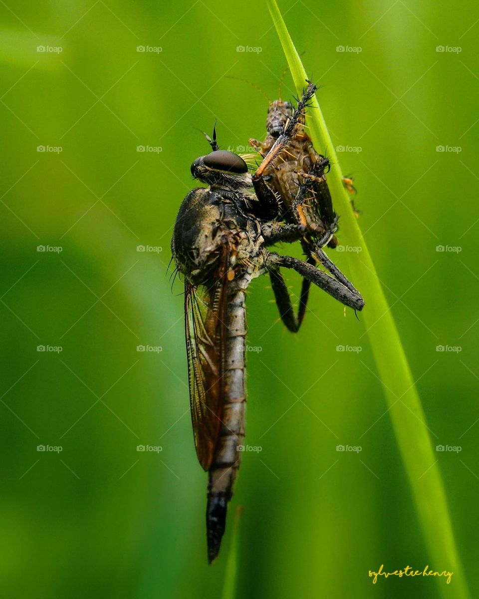 robberfly with prey