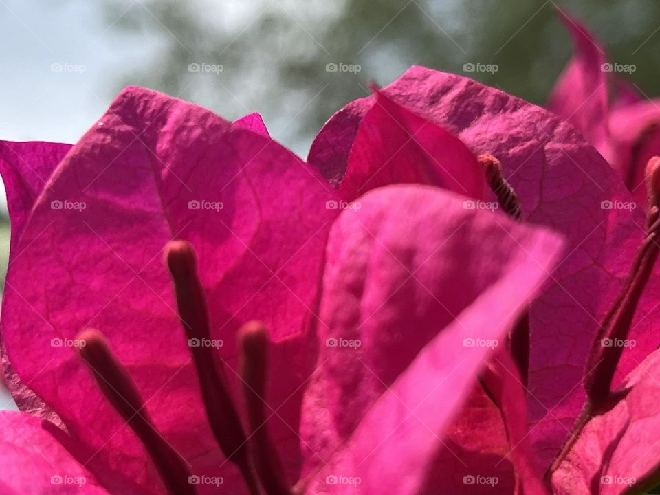 📸Capture the Power of Complementary Colors.