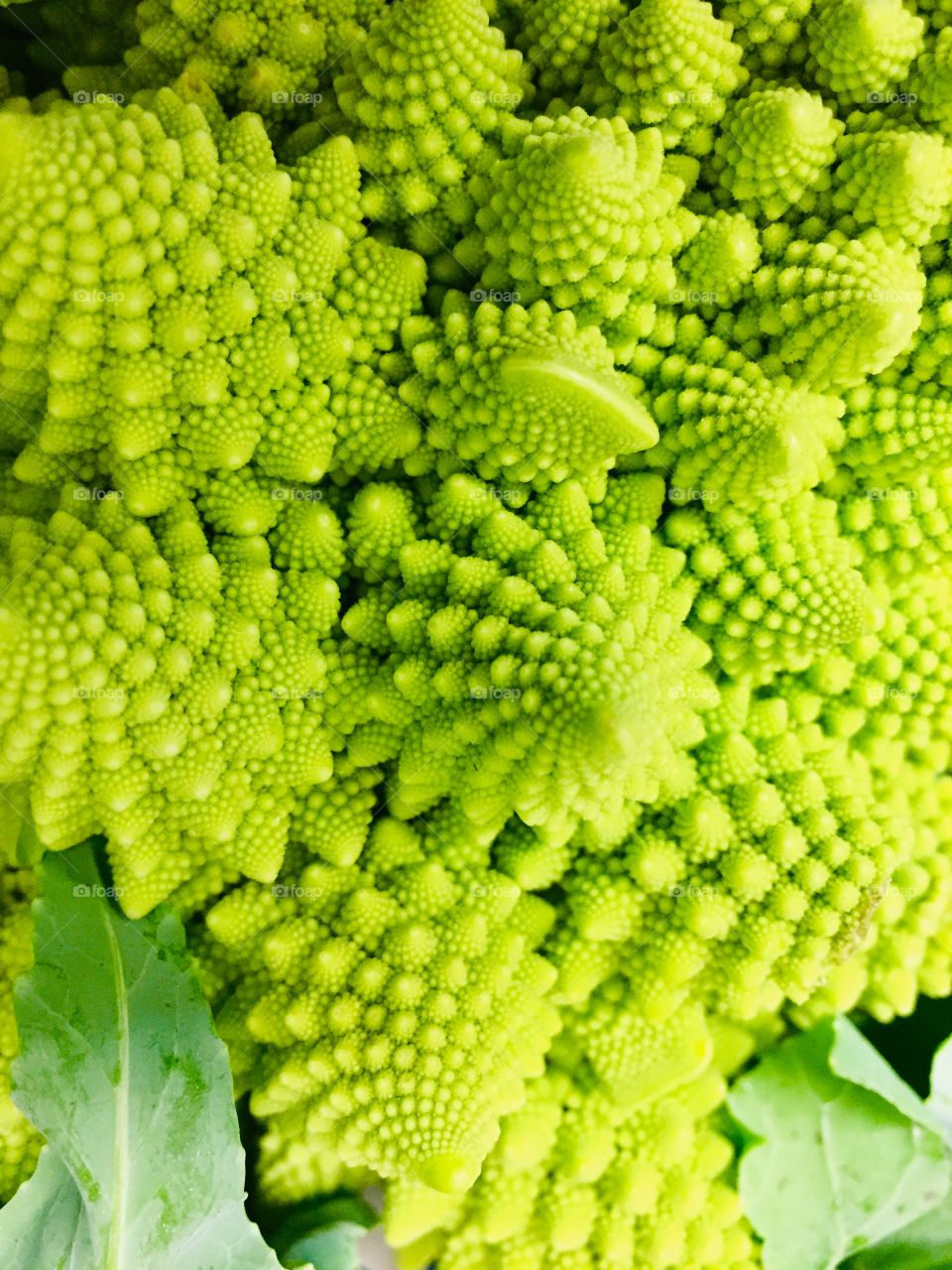 Green brocoli texture