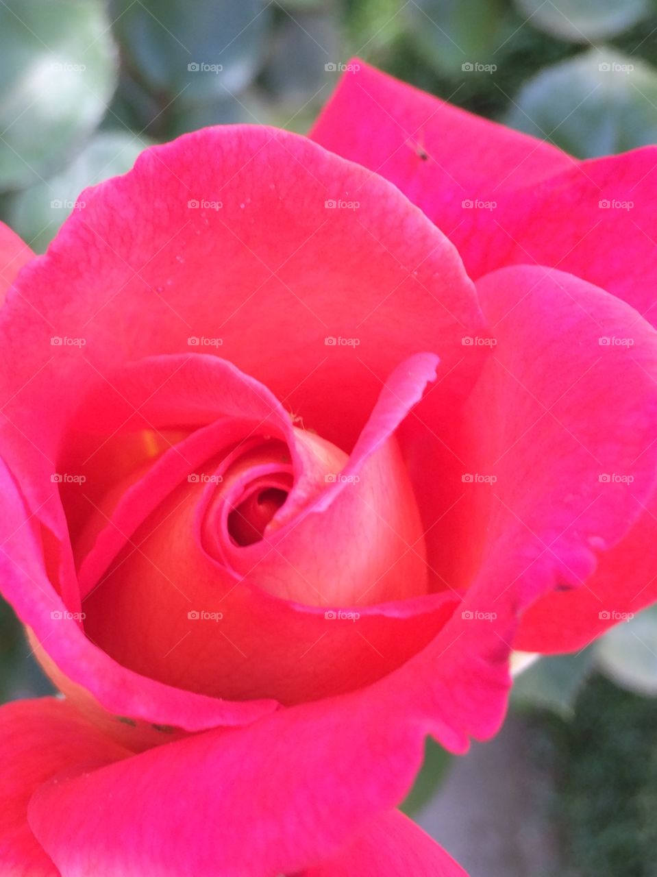 Rose bloom