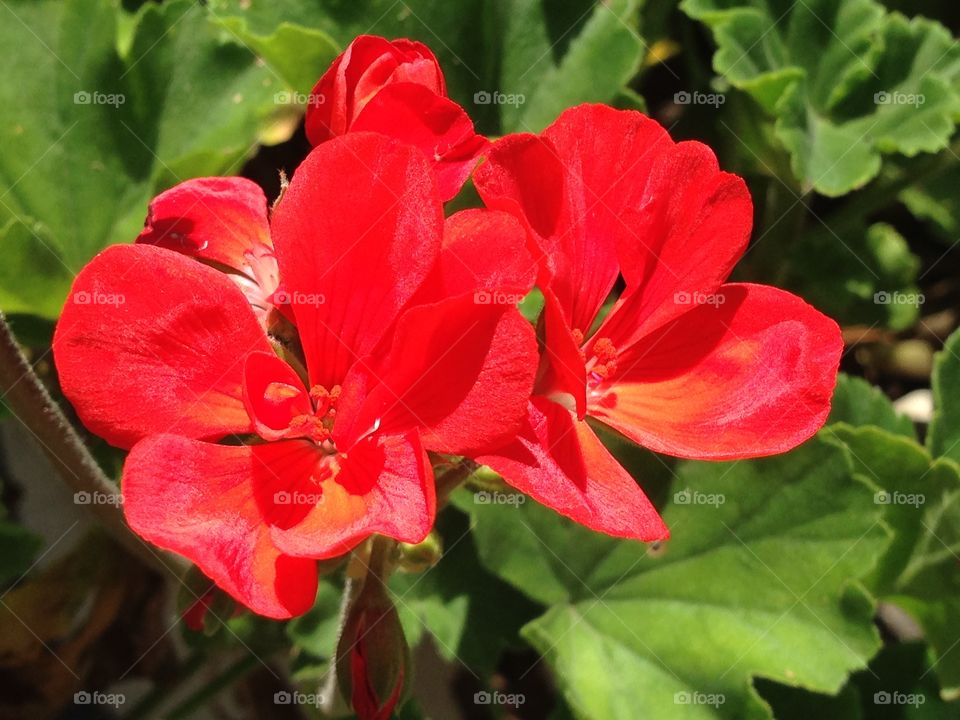 Geranium