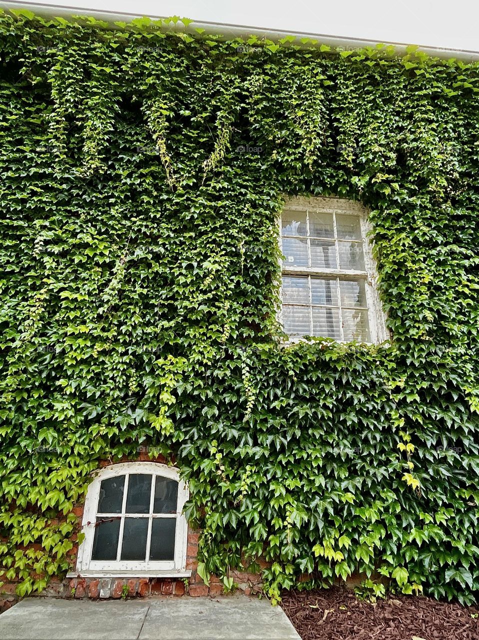 Urban Green Ivy Plants