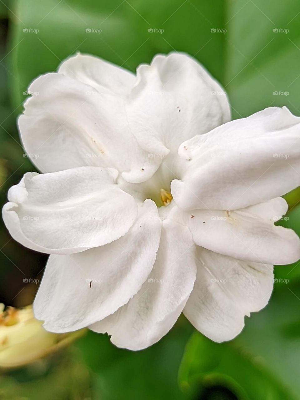 Jasmine flower