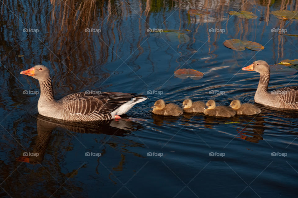 Duck family