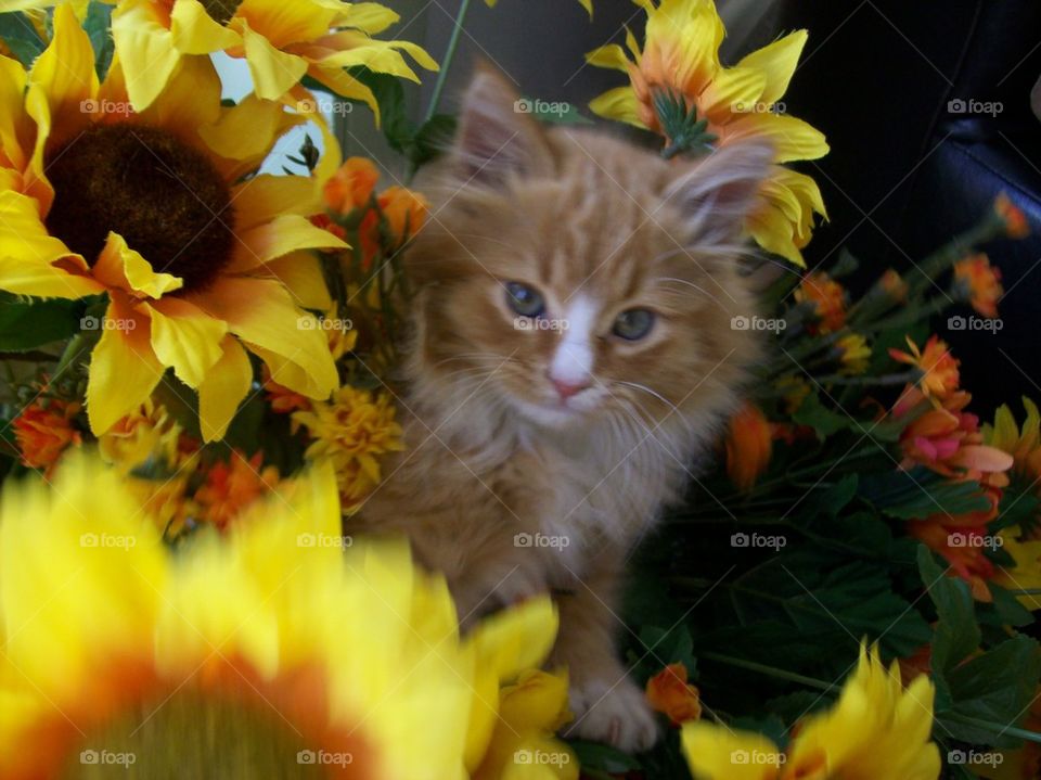Ray and Sunflowers