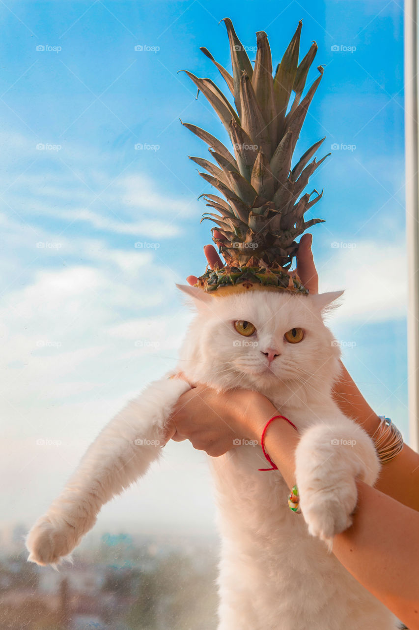 Close-up of person holding white cat