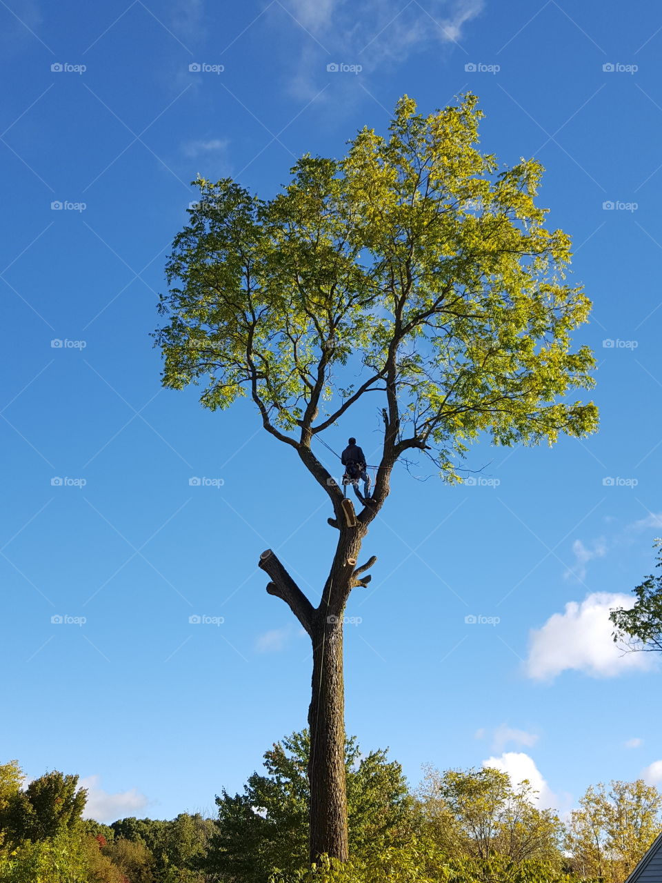 Crazy Walnu Tree trimmer !!