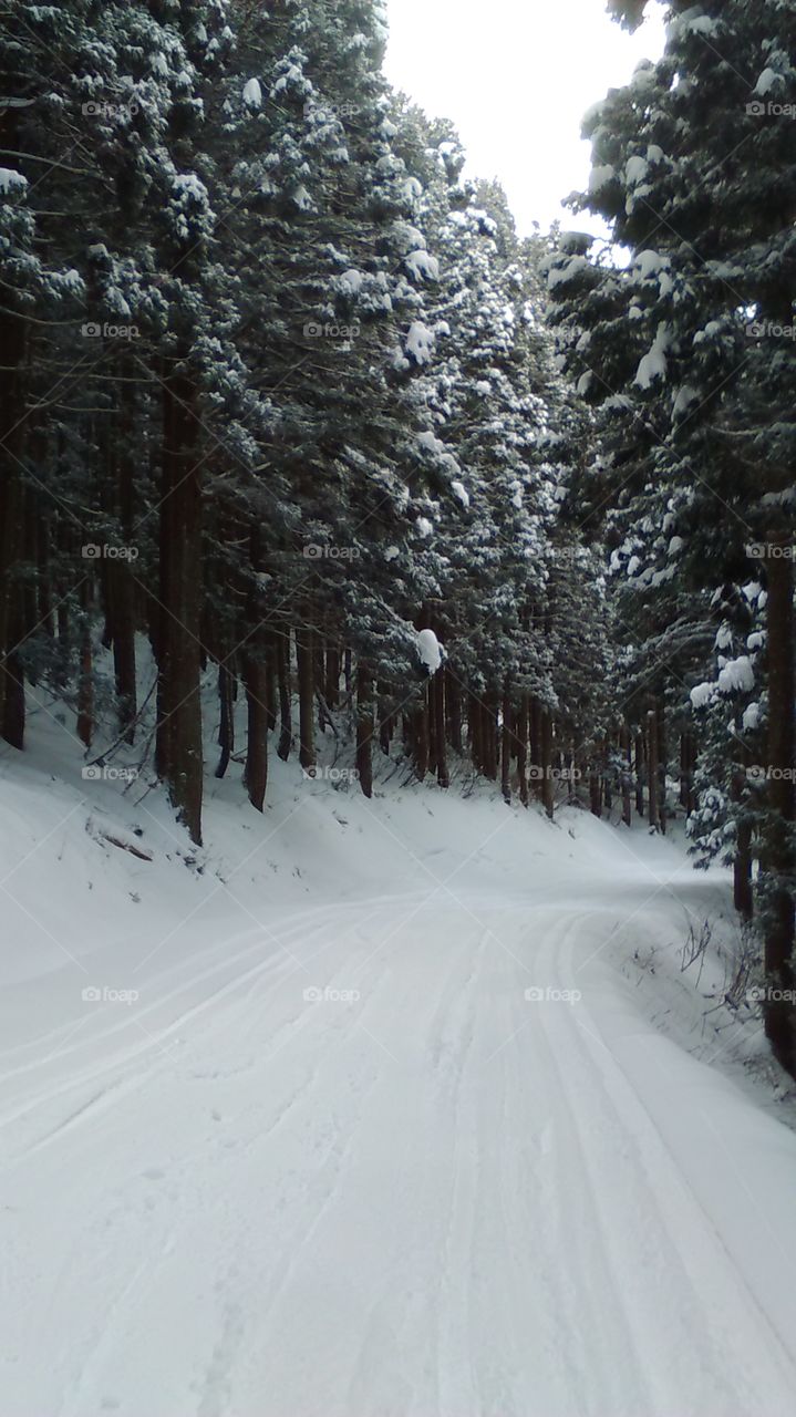 Quiet trail at Nozawaonsen Ski Resort