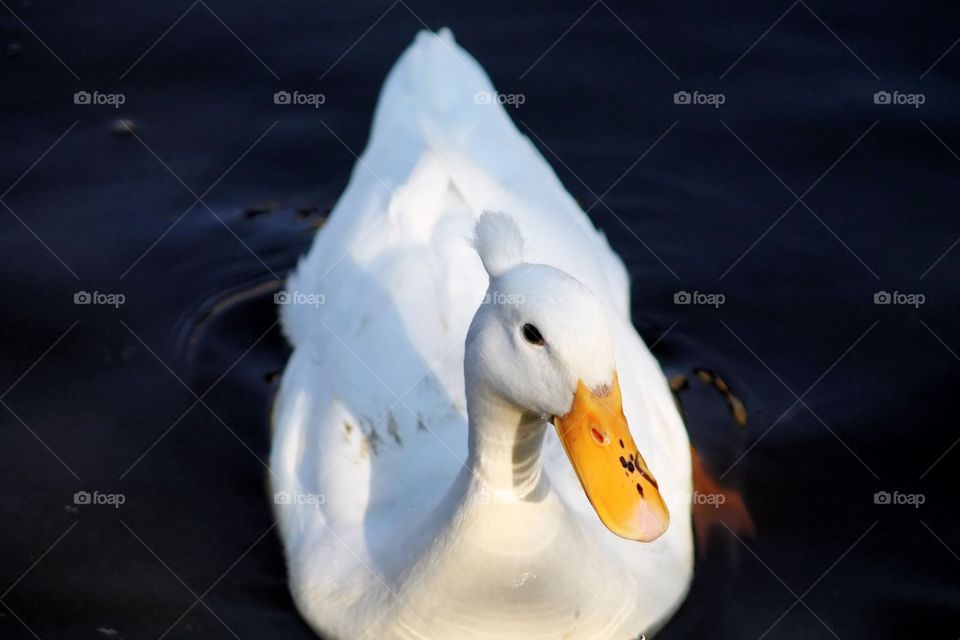 The Tufted Duck. White duck with a tuft on his head