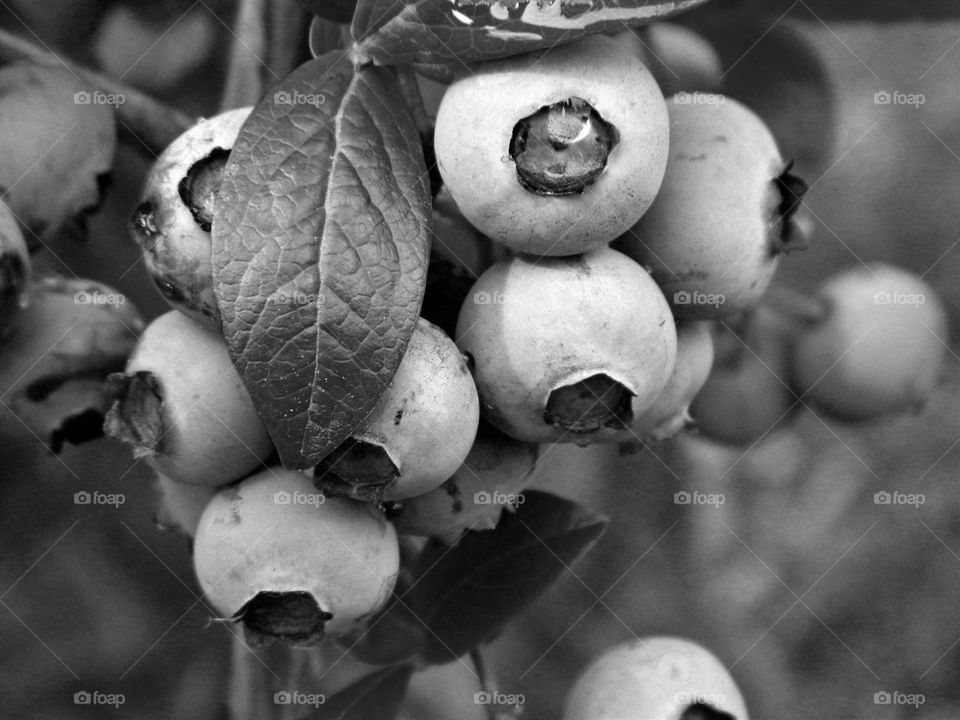 black and white close-up photo of a blueberry