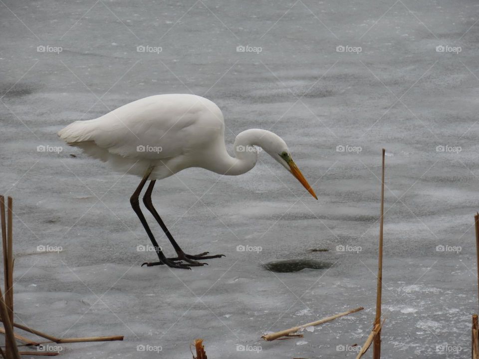 A white heron fishes on a frozen lake