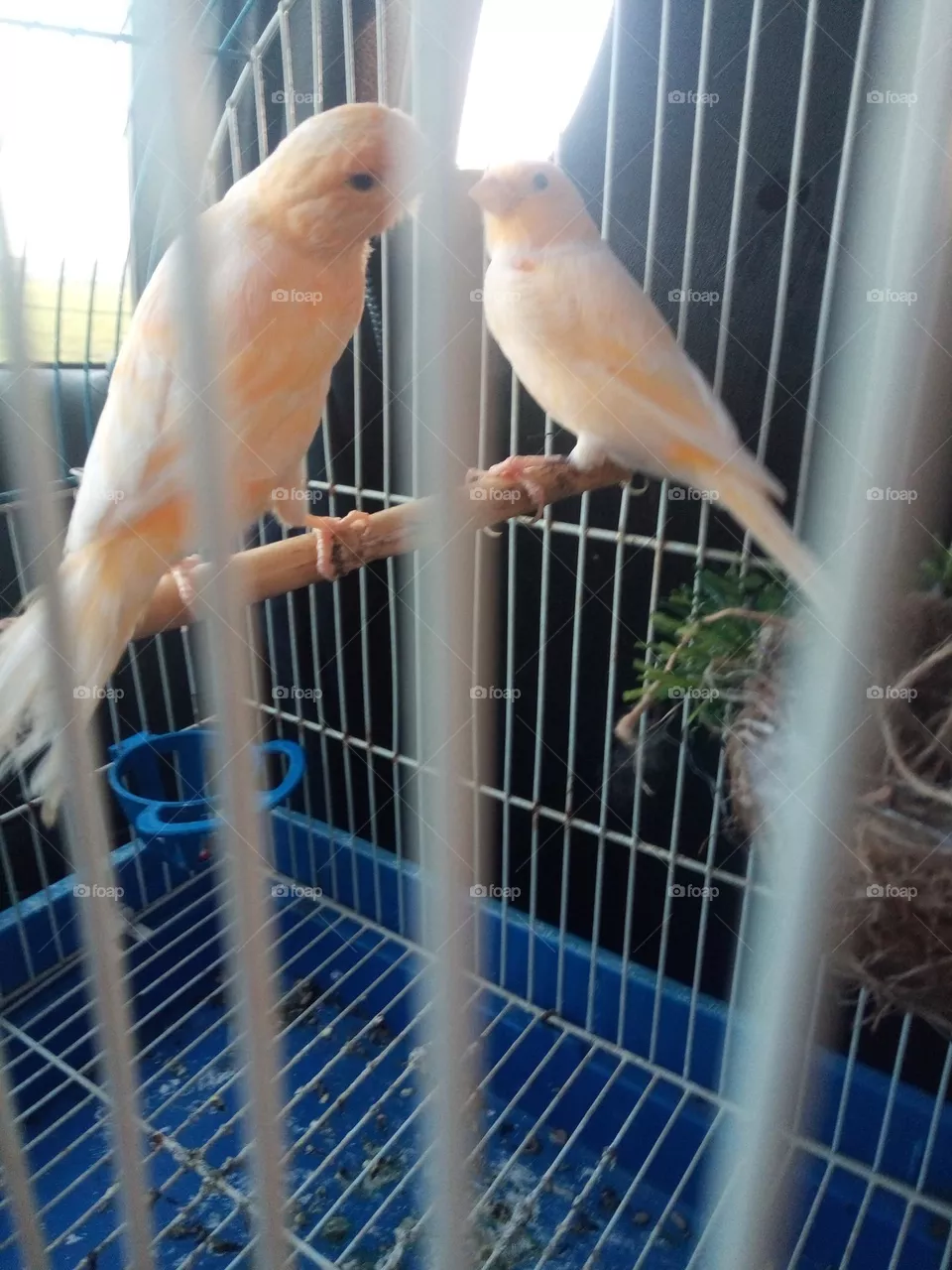 birds