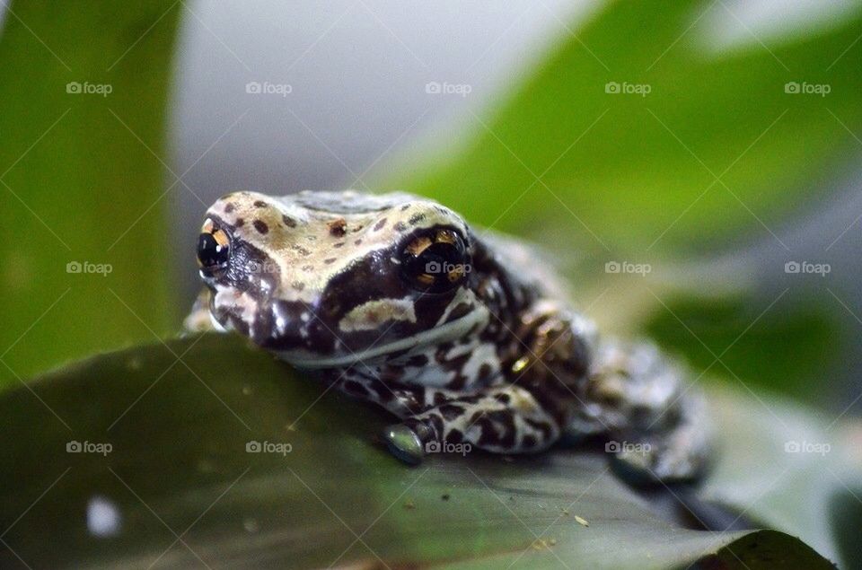 Mission Golden-eyed Tree Frog