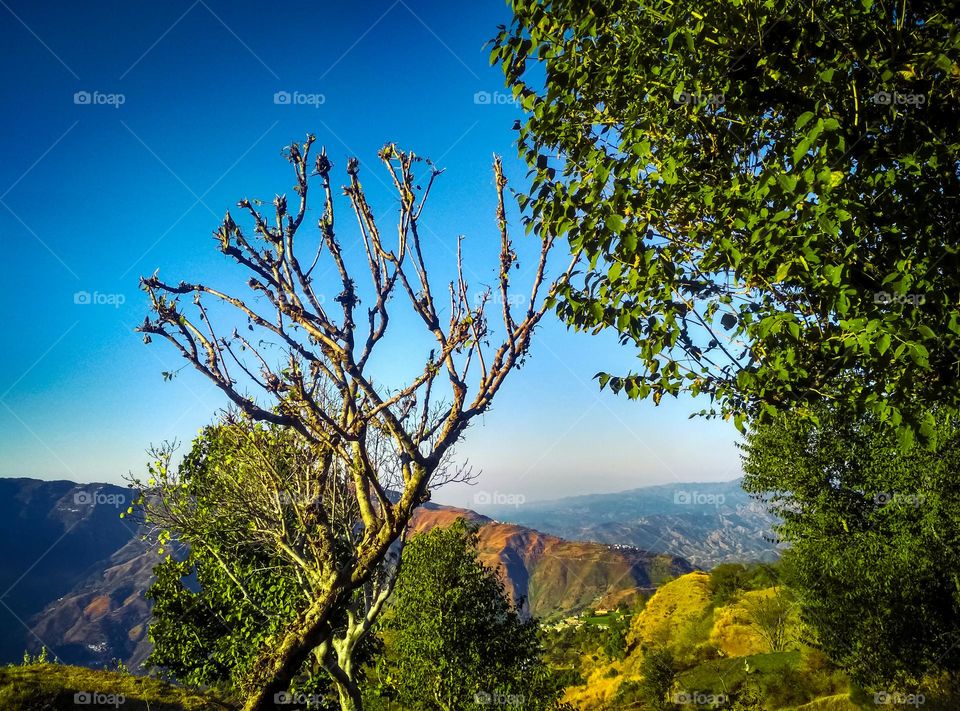 beautiful trees in nature