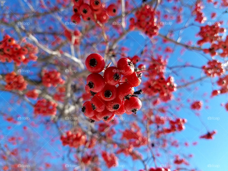 winter  berries