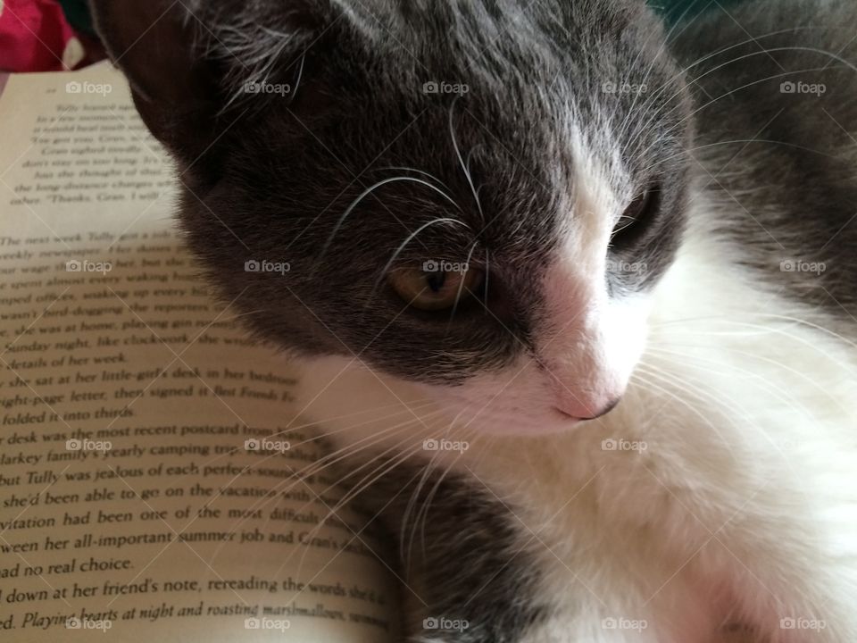 My cat preventing me from reading my book