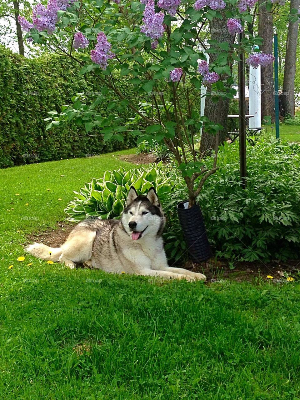 Smiling Siberian Husky 
