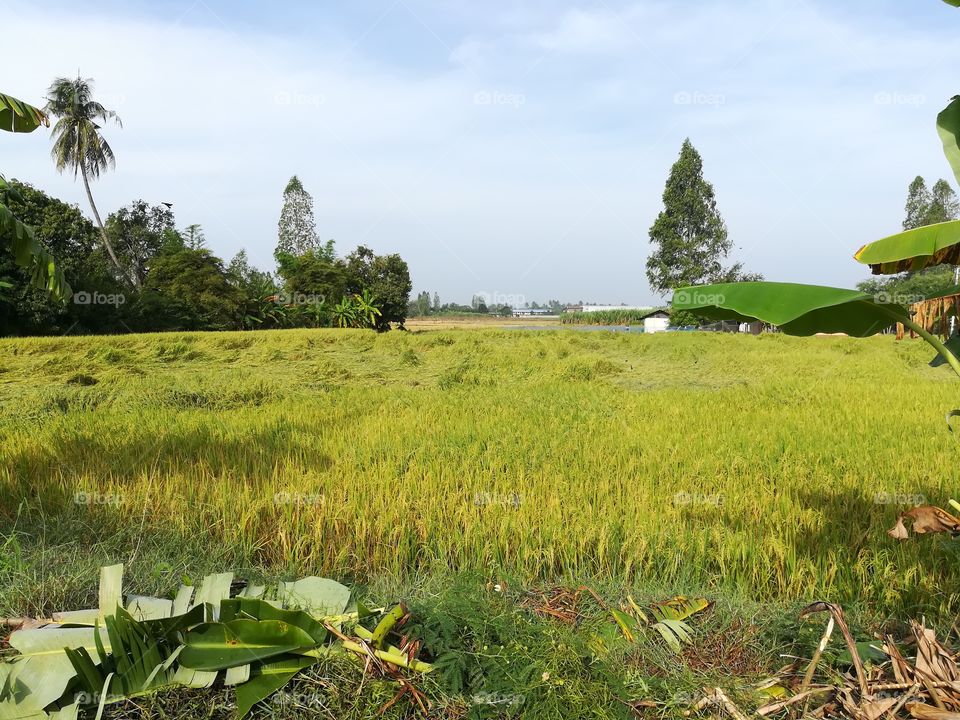 Jasmine rice fields in sunny day.
